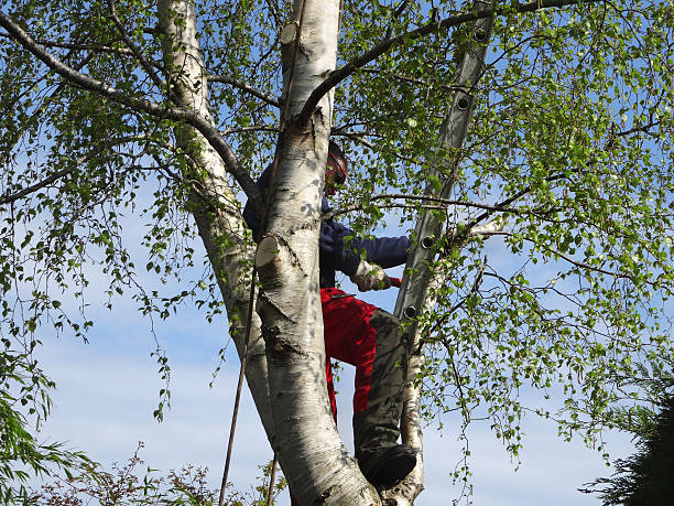 Reliable Union City, GA Tree Removal Services Solutions